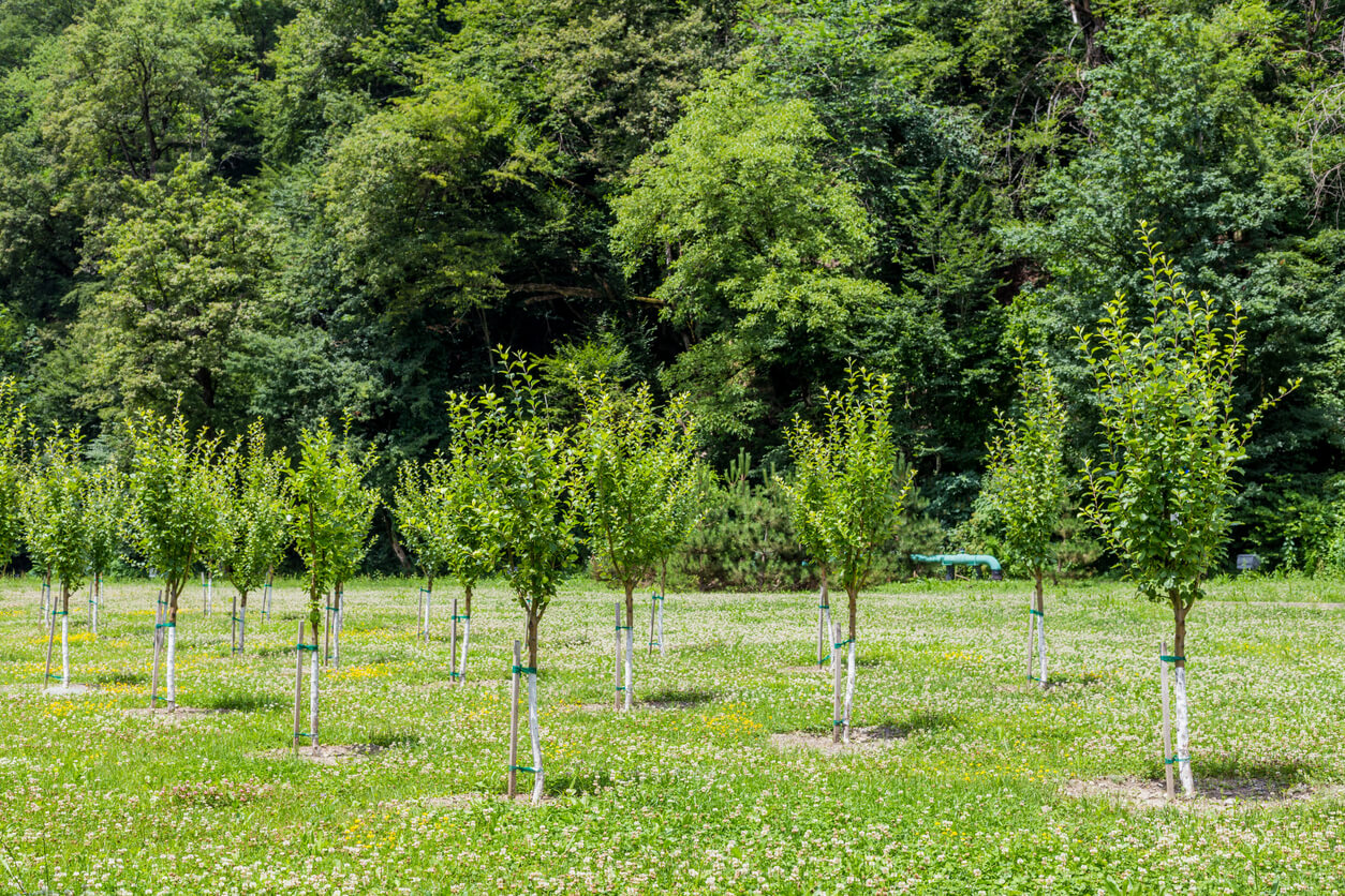plastikfreie pflanztpfe Pflanztopf Kunststoff  Robuster Blumentopf fr Garten & Balkon  Flora  Boost